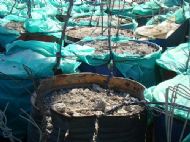Zinc Ash